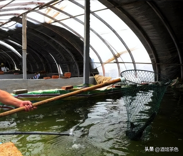 马友鱼的生物特征，以及其生态健康养殖技术