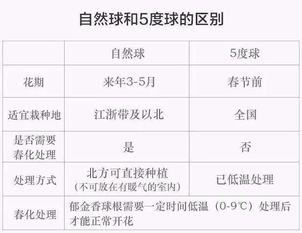 想不想养出惊艳春天的郁金香？这份种植干货请务必收好了