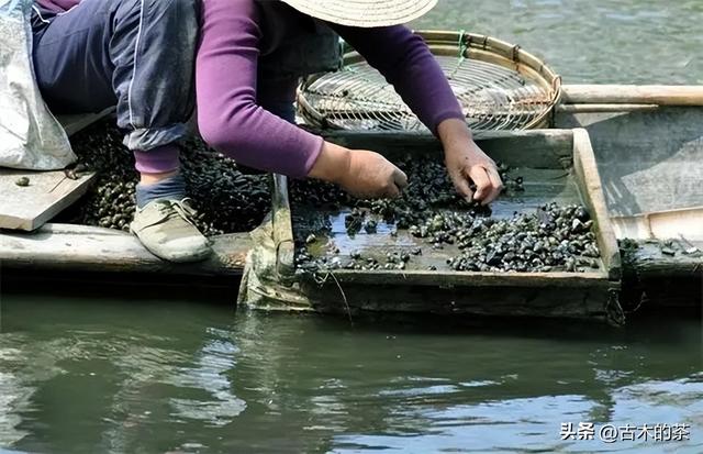 管角螺的生物特性及养殖技术