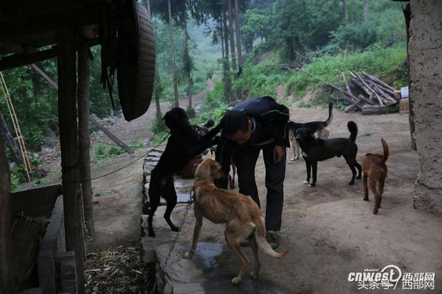 养八条狗可对付野猪群 招土蜂种天麻老王靠山致富