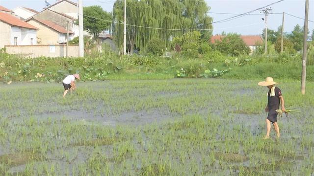 王先钱：稻虾田里的布衣“教授”