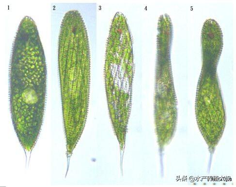 水产养殖中的八大藻类