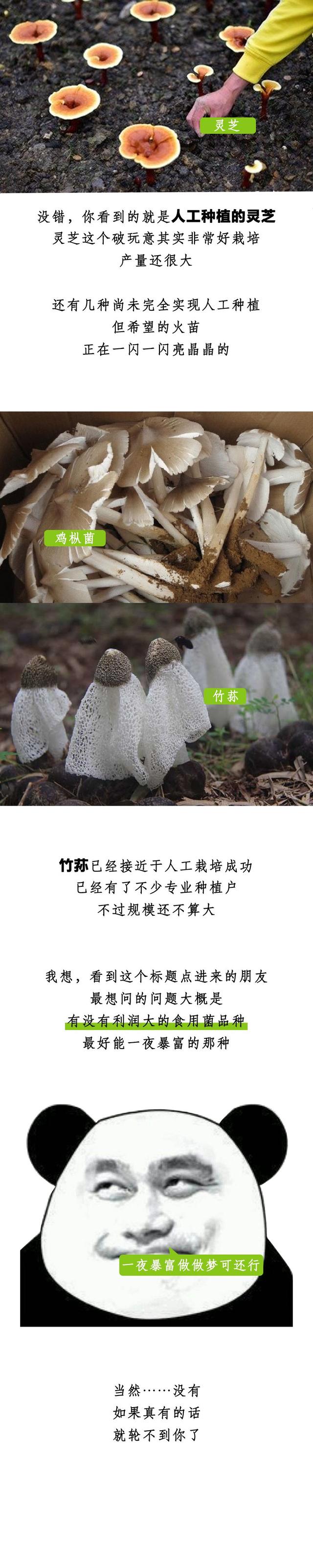 种植菌菇，怎样才能赚到钱？