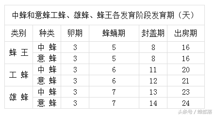 完整的蜜蜂生长发育周期表，蜂群管理必备知识