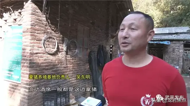 年产值百万！这个武平人养豪猪走上了致富路