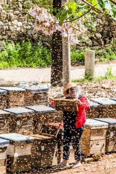 山东青州：初夏放蜂忙 酿造致富蜜