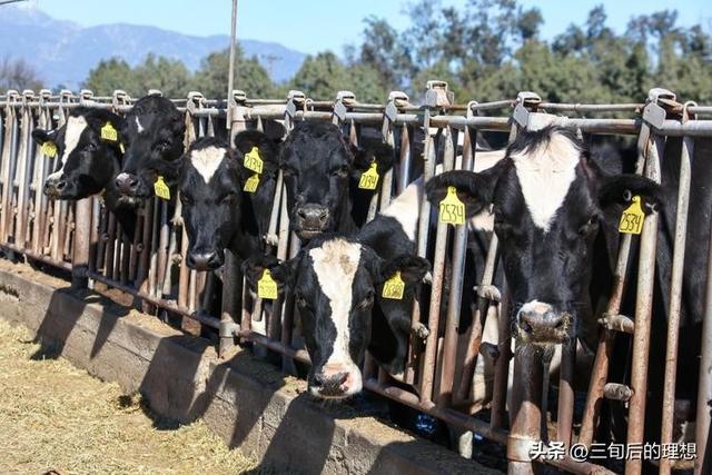 奶牛管理与乳品质量， 奶牛养殖中的最佳实践，确保高质量乳制品