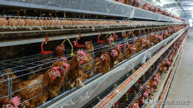 为加快推进畜禽养殖场规模标准化，国家拟出台畜禽养殖场备案新规