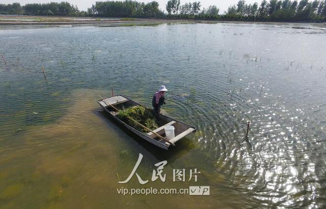 江苏金湖：水草生态养殖龙虾效益高