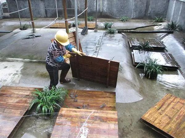 只能用山泉水养殖，吃活饵3年才长2两，虽贵但敢下手的养殖户不多