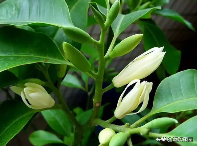 洁白清香的白兰花，盆栽做好3点，每年开花大半年，香飘满屋