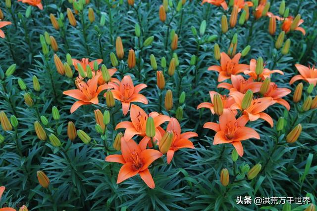 百合花怎么养，4个步骤手把手教你养殖百合花