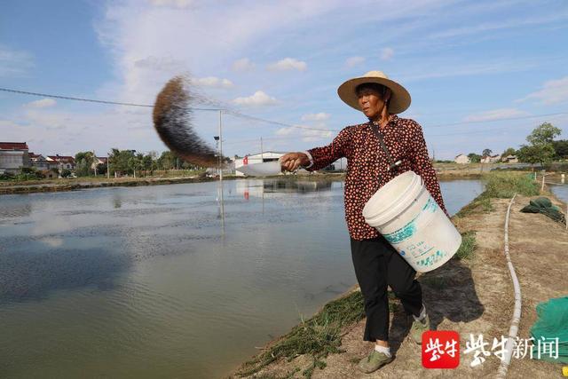 好水养好虾！青虾养殖让农民在家门口致富