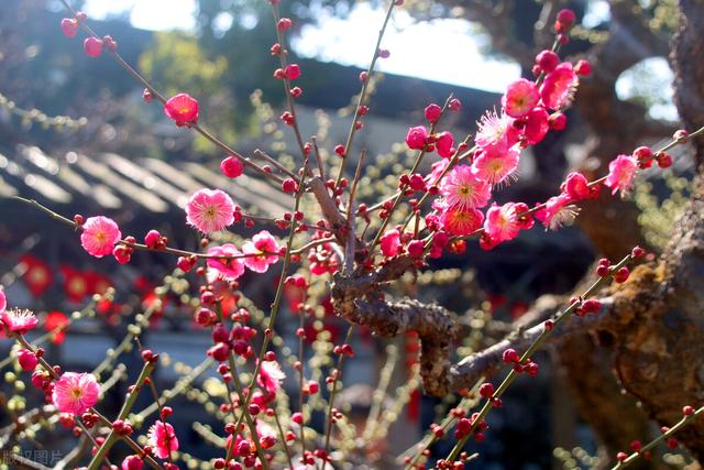 梅花叶子发黄的原因和解决方法