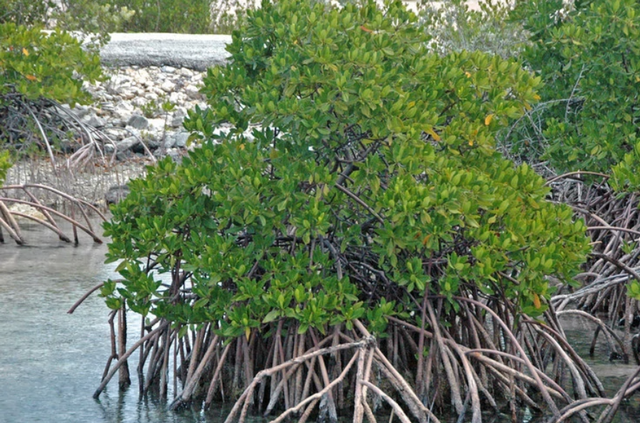 跟手臂一样粗的亚洲虎虾，比亚洲鲤鱼还猛，美国人全然无计可施