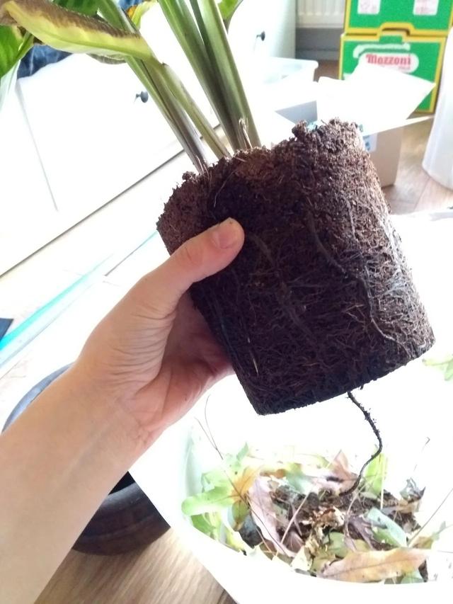 喜阴植物观赏竹芋盆栽的繁殖过程，实操教你换盆分株，移栽后恢复