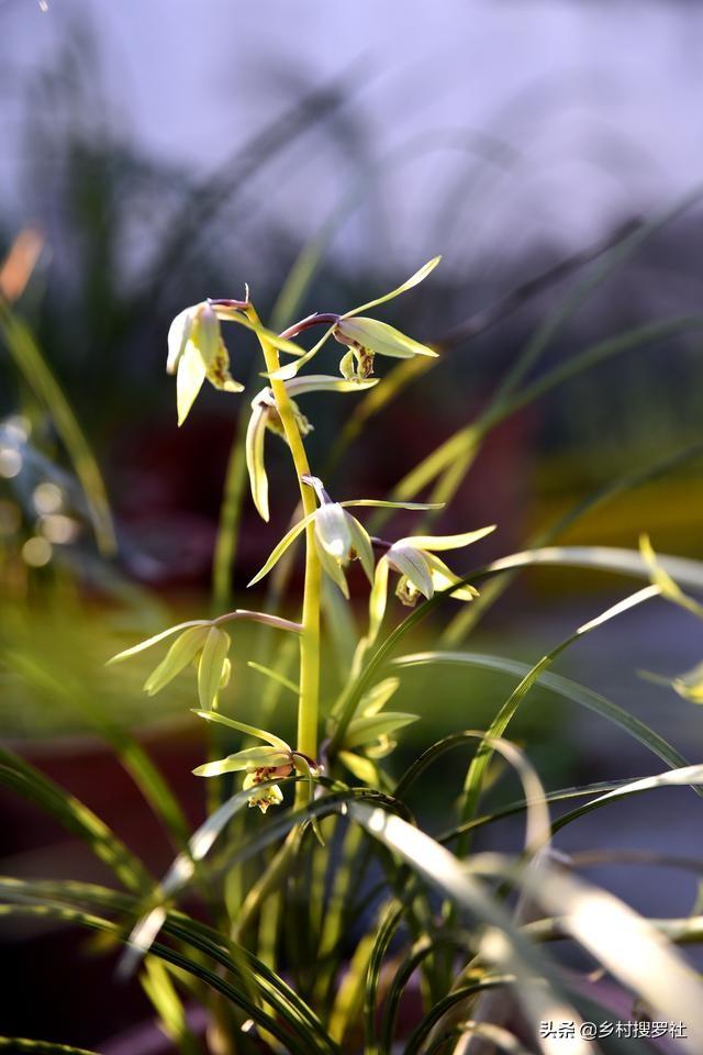 新手种兰花，先学配植料，这样配制的植料25天可以冒出水晶头