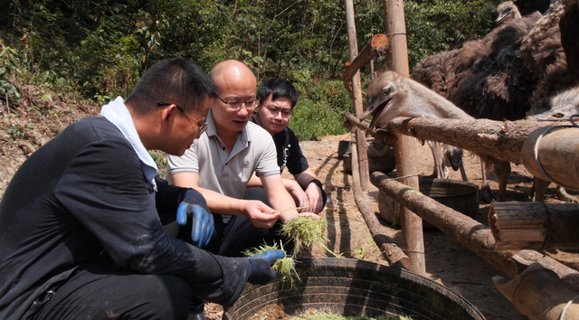 南漳：特种养殖 “鸵”起致富希望