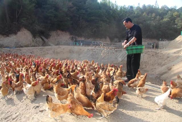 岳西这里的鸡飞上树，大明山正宗土鸡养殖场，生态散养满山跑