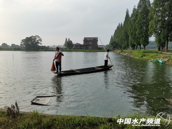 永不退场的草鱼养殖