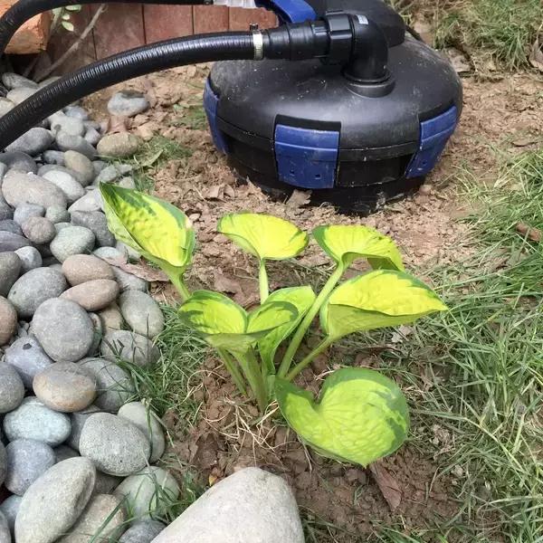 太赞了，养龟发烧友晒豪华生态龟池的建造全过程（下篇）