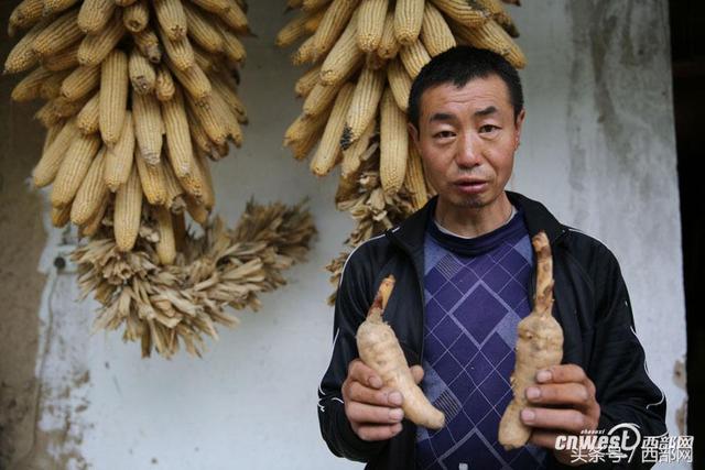 养八条狗可对付野猪群 招土蜂种天麻老王靠山致富