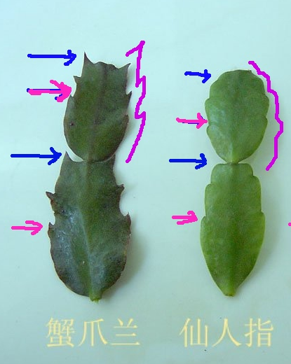 仙人指和蟹爪兰不一样，别搞错，逛花卉市场要擦亮眼睛