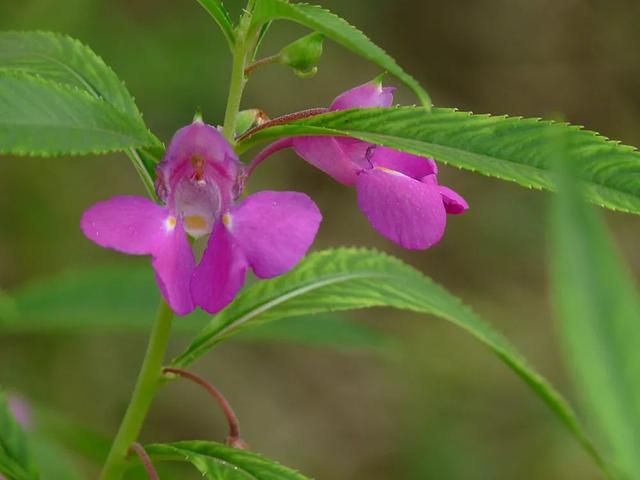 家庭养花｜凤仙花的养殖方法