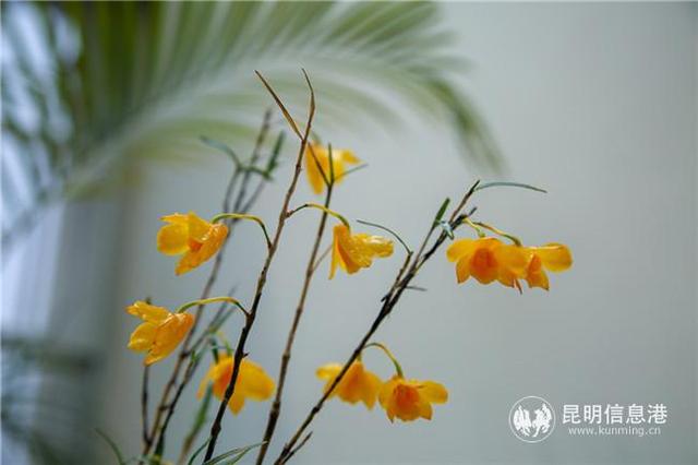 网友“雨中水莲”：养花可观赏可食用 每天都有好心情