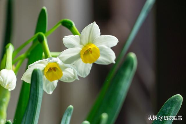 水仙古诗词六首赏析：岁寒不改雪霜姿，胆瓶亲插水仙花