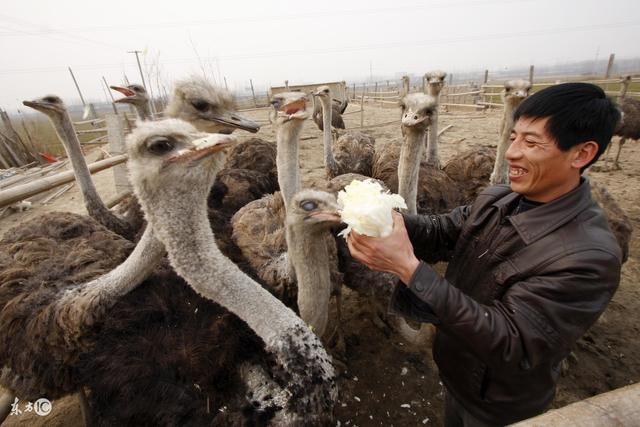 鸵鸟肉营养价值极高，全身都是宝，经济价值高！适合养殖吗？