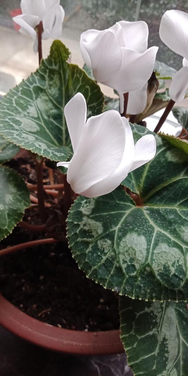 我没见过的花，别人却说是普通的，萝卜海棠。首次见蓝猪耳花