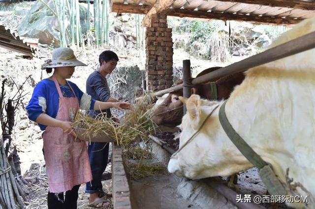 水富杨兴荣：十年如一日，坚守养牛走上致富路