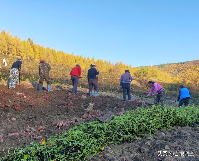 吉林省临江市青沟子村：红薯喜丰收 村民踏上“甜蜜”致富路