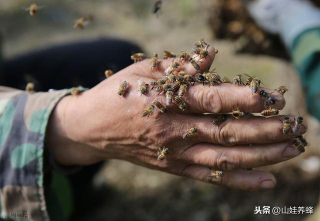 养蜂技术｜新手如何第一次成功养蜂？选择蜂种是关键