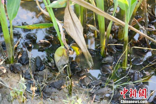 广州一农场青蛙泛滥成灾 农场主犯愁