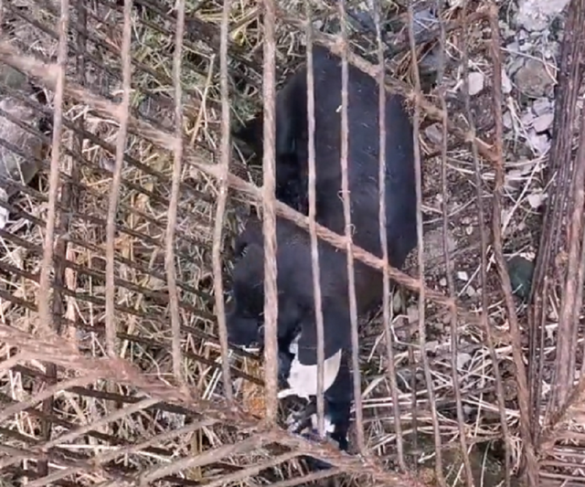 山东：怀孕狗狗被卖狗肉馆，狗肉笼早产狗狗获救时已没了2只小狗