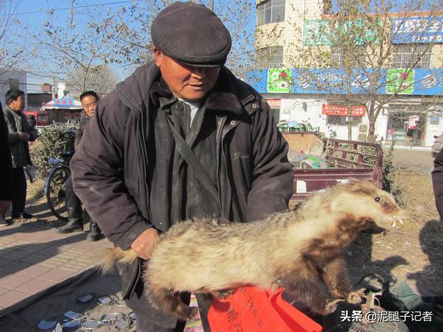 农村老汉抱着一只獾在集市上到处走，知道内情的人：这是营销高手