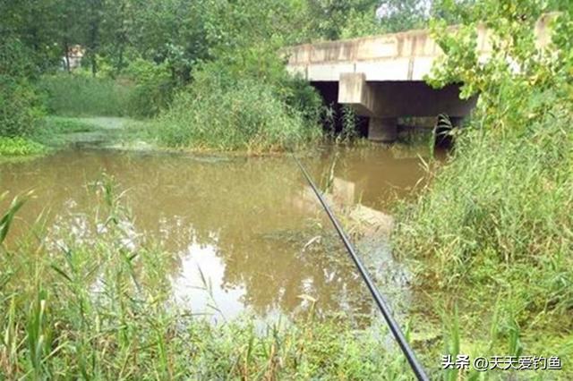 野钓鲤鱼正当时，牢记鲤鱼的3个习性，让你每次都不走空