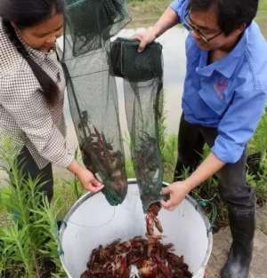 养殖小龙虾土地漏水(小龙虾养殖，水位低危害这么大？每亩少收100斤，全受它影响)