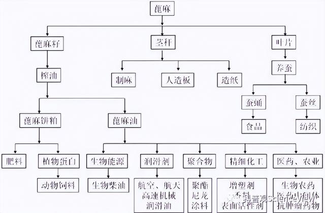 我国常见的蓖麻，竟毒性极强常用于暗杀！美国当战略物资大量储备