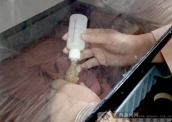 人工繁育的穿山甲大量死亡 林业部门回应质疑(图)