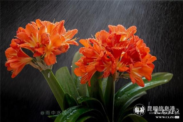 网友“雨中水莲”：养花可观赏可食用 每天都有好心情