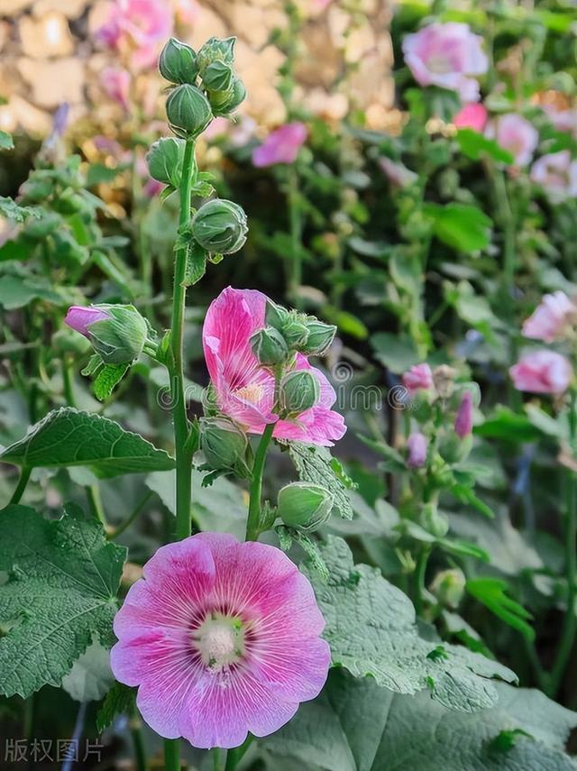 它是草本牡丹花，一株能开十几朵，什么时候播种最合适