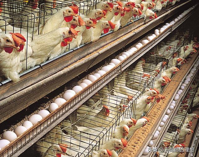 为加快推进畜禽养殖场规模标准化，国家拟出台畜禽养殖场备案新规