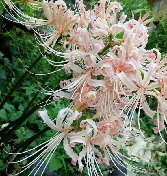 想要“石蒜花”爆盆，就用这些方法，花儿朵朵开，效果十分好