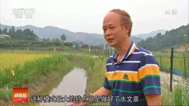 贵大教授稻田养鱼上了央视