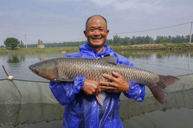 传统的淡水鱼，身上带“宝石”，肉质鲜嫩体型大，村民却不爱养殖