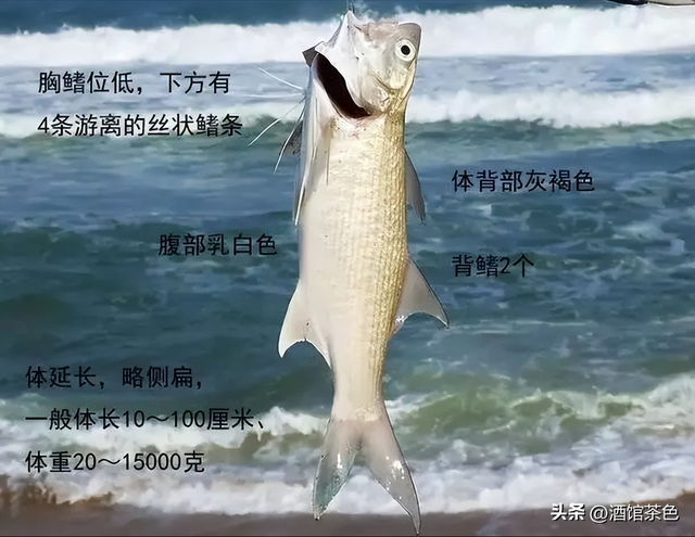 马友鱼的生物特征，以及其生态健康养殖技术