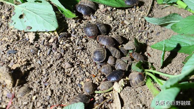 你知道“土鳖子”吗？养它竟能赚钱